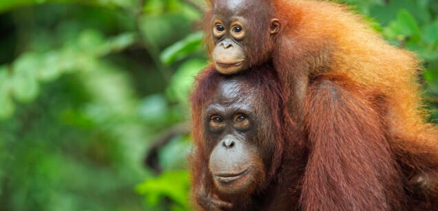Borneo (Kalimantan)